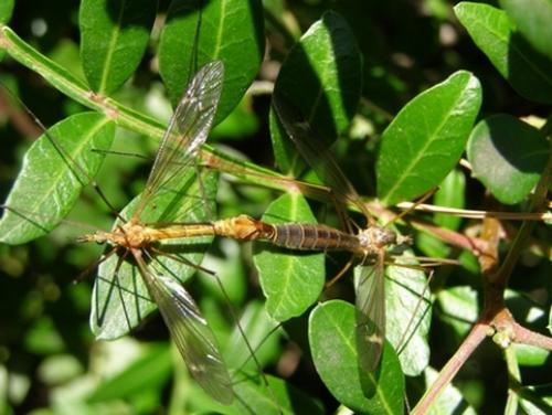 Tipula bezzii