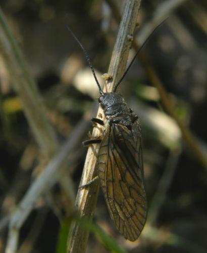 Sialis sp.