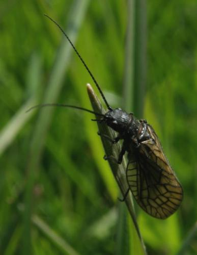 Sialis sp.