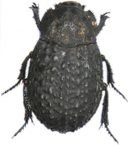 Trox perlatus