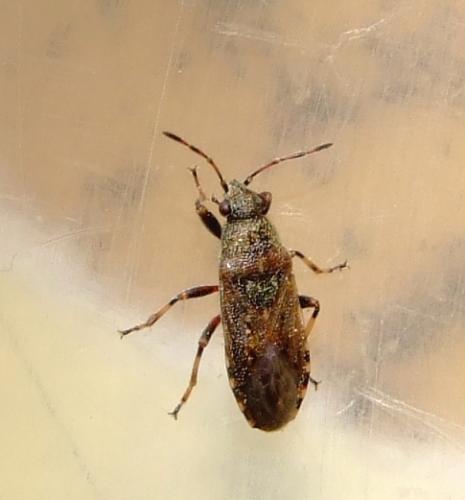Réf. 30 176 : Heterogaster artemisiae