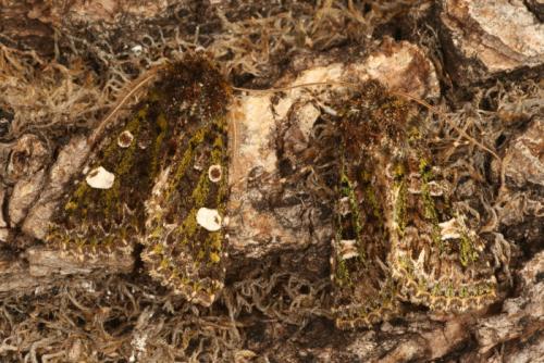 Valeria sp.