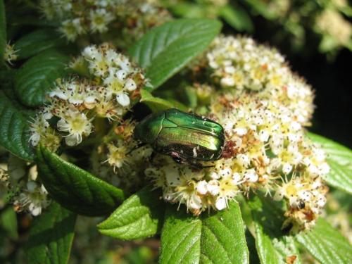 Cetonia aurata aurata