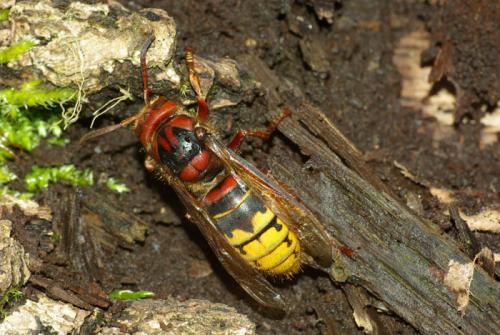 Réf. 30 013 : Vespa crabro