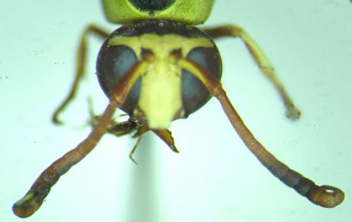 Delta lepeletierii