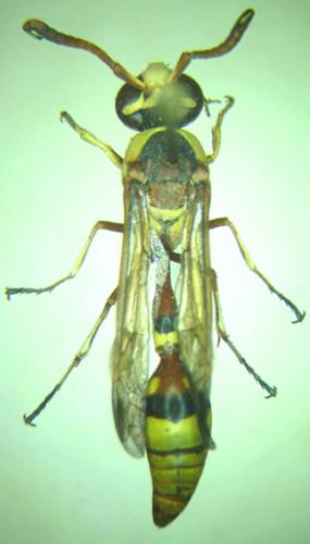 Delta lepeletierii