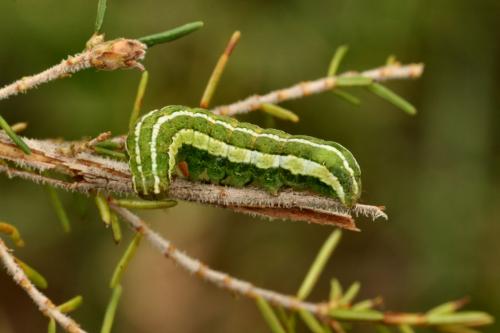 Xestia agathina