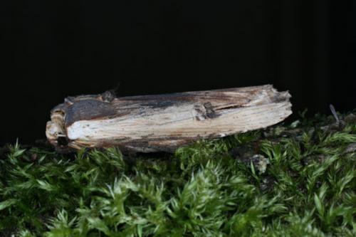 Xylena vetusta