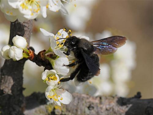 Réf. 30 006 : Xylocopa violacea
