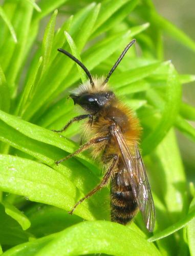 Réf. 30 016 : Andrena fulva