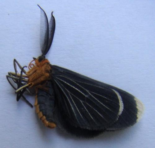 Réf. 30 709 : Melanchroia chephise