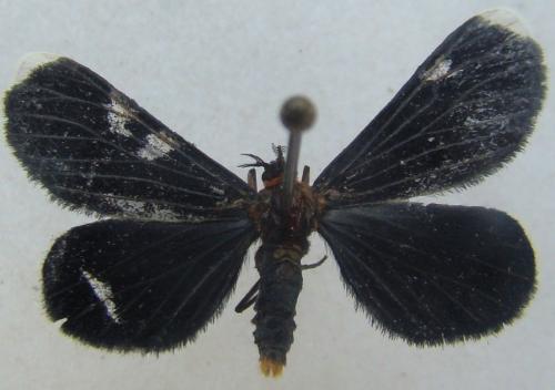 Réf. 30 708 : Melanchroia chephise