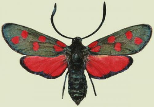 Réf. 30 665 : Zygaena transalpina