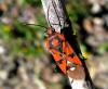30254 – Photo : Normand Mlaure – France (34)