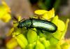 30431 – Photo : Normand Mlaure – France (34)