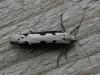 30377 – Photo : Olivier Pineau – France (30)