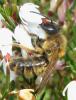 30649 – Photo : Christine DEVILLERS – Belgique
