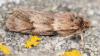 30304 – Photo : Pierre OGER – Belgique