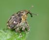 30441 – Photo : Pierre OGER – Belgique