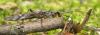 30060 – Photo : Christine DEVILLERS – Belgique
