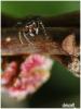 30420 – Photo : chriscraft – Afrique du Sud