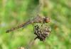 30163 – Photo : Christine DEVILLERS – Belgique