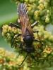 30483 – Photo : Arthropa - Benoit Martha – France (07)