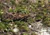 30511 – Photo : Vincent Derreumaux – France (26)