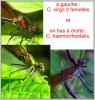 30719 – Photo : Groupe SYMPETRUM – France (26)
