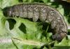 30075 – Photo : Pelouard – France (72)