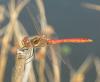 Sympetrum vulgatum