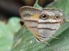 30671 – Photo : Alexandre Vinot – Guyane française