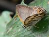 30672 – Photo : Alexandre Vinot – Guyane française