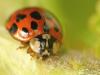 30901 – Photo : Denys Liger – France (27)