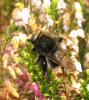 30532 – Photo : Christine DEVILLERS – Belgique