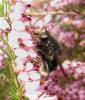 30533 – Photo : Christine DEVILLERS – Belgique