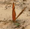 30967 – Photo : Alexandre Vinot – Guyane française