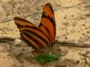 30968 – Photo : Alexandre Vinot – Guyane française