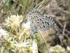 30189 – Photo : Arnaud Jean-Pierre – France (66)