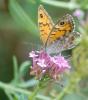 30502 – Photo : lionelt66 – France (66)