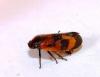 Haematoloma dorsata