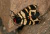 Arctia festiva