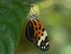 30823 – Photo : Alexandre Vinot – Guyane française