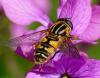 30963 – Photo : Jean Luc Kerveadou – France (29)