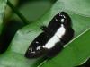 30721 – Photo : Alexandre Vinot – Guyane française