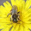 30811 – Photo : Vincent Derreumaux – France (84)