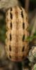 30011 – Photo : Louis Weitten – France (57)