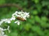 30851 – Photo : Jeremie Fevrier – France (66)