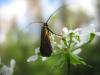 30853 – Photo : Jeremie Fevrier – France (66)