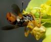 Gymnosoma sp.
